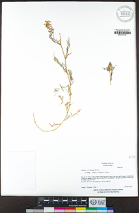 Vicia villosa subsp. varia image