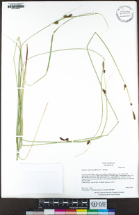 Carex serratodens image