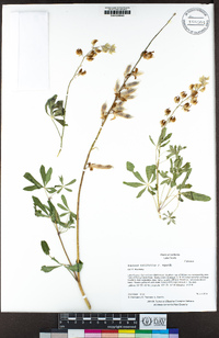 Lupinus latifolius image