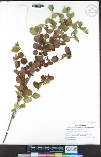 Symphoricarpos albus var. laevigatus image