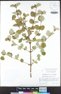 Symphoricarpos albus var. laevigatus image