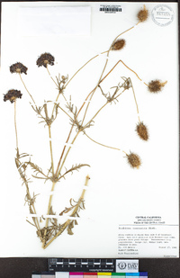 Image of Lomelosia caucasica