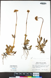 Valeriana californica image