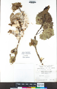 Populus fremontii subsp. fremontii image