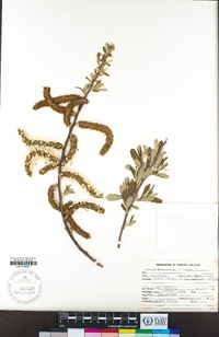 Salix lasiolepis image