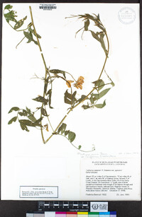 Lathyrus jepsonii image