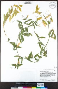 Lathyrus jepsonii image