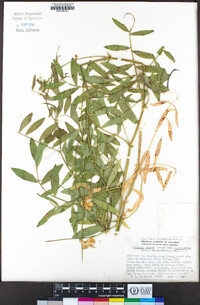 Lathyrus jepsonii image