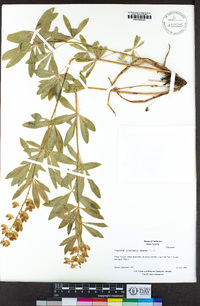 Lupinus rivularis image