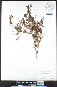 Prosopis pubescens image