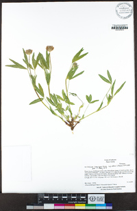 Trifolium longipes subsp. elmeri image