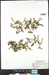 Elodea canadensis image