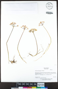 Allium hyalinum image