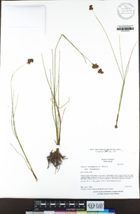 Juncus nevadensis image