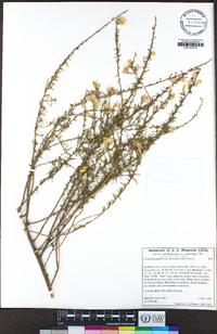 Ericameria palmeri image