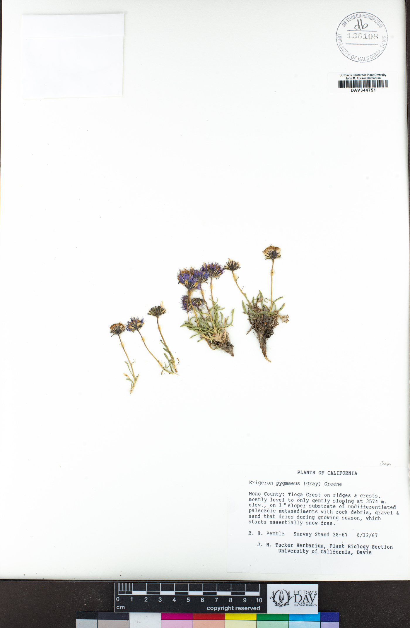 Erigeron pygmaeus image