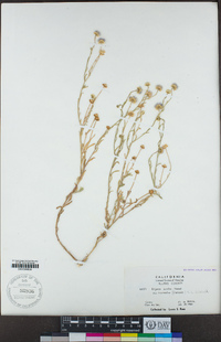 Erigeron pumilus var. intermedius image