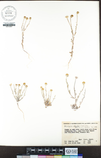 Eriophyllum ambiguum image