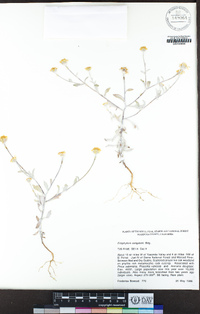 Eriophyllum congdonii image