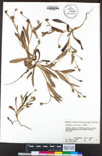 Hedypnois rhagadioloides image