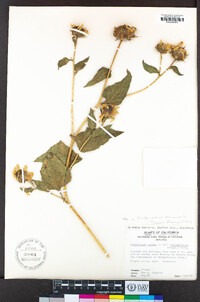 Helianthus annuus image