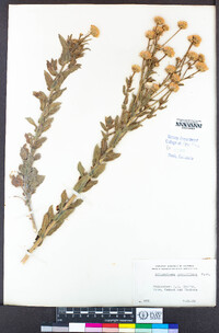 Heterotheca grandiflora image