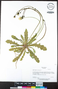 Hypochaeris glabra image