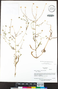 Madia elegans image