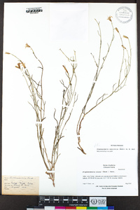 Stephanomeria tenuifolia image