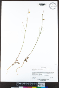 Stephanomeria virgata image