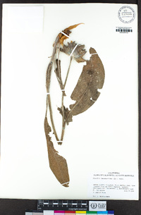 Wyethia helenioides image