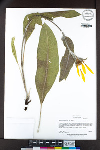 Wyethia mollis image