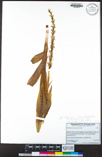 Platanthera dilatata var. leucostachys image