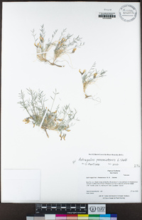 Astragalus panamintensis image