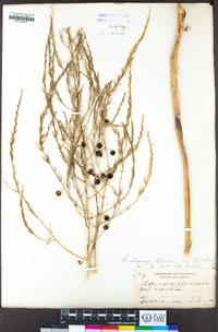 Asparagus officinalis subsp. officinalis image