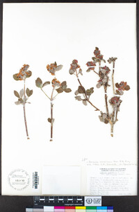 Jamesia americana var. rosea image