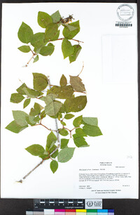 Philadelphus lewisii image