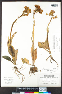 Senecio integerrimus var. major image