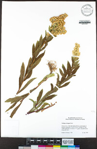 Solidago elongata image