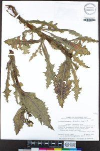 Sonchus asper image