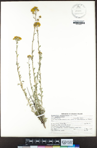 Eriophyllum confertiflorum image