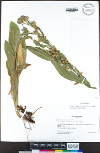 Eurybia integrifolia image