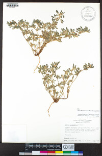 Acmispon brachycarpus image