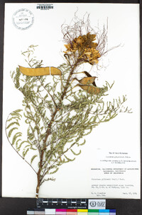 Caesalpinia gilliesii image