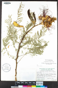 Caesalpinia gilliesii image