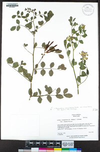 Hosackia crassifolia image