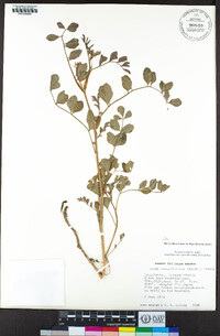 Hosackia crassifolia image