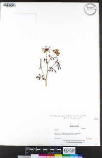 Hosackia oblongifolia var. oblongifolia image