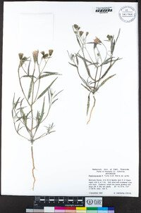 Palafoxia arida var. arida image