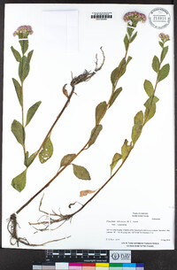 Pluchea odorata var. odorata image